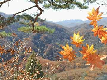 俄羅斯國際軍事比賽最新動(dòng)態(tài)，最佳實(shí)踐策略實(shí)施進(jìn)展報(bào)告