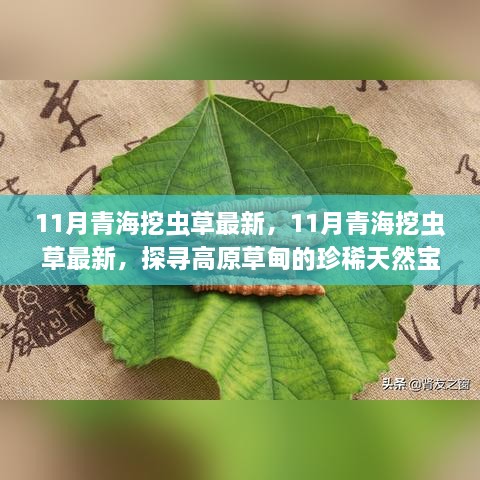 探尋高原草甸珍稀天然寶藏，揭秘青海蟲草11月最新挖掘之旅