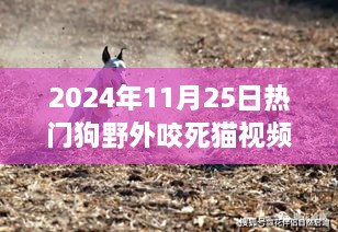 熱門狗野外咬死貓事件深度解析，特性、體驗、競品對比及用戶洞察分析