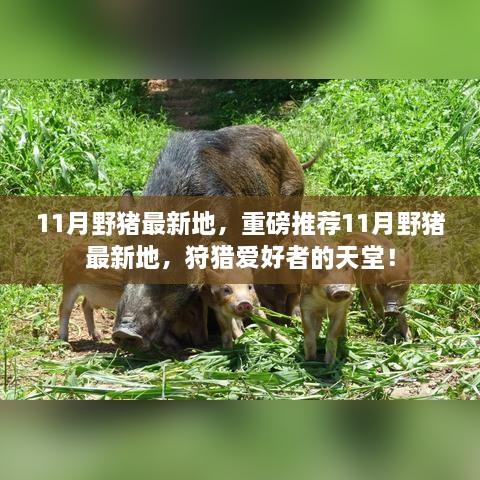 11月野豬最新狩獵地推薦，狩獵愛(ài)好者的天堂！