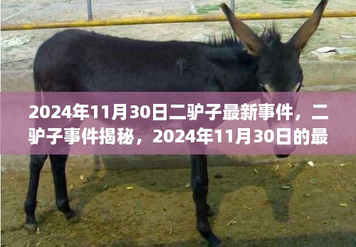 二驢子事件揭秘，最新篇章揭曉于2024年11月30日