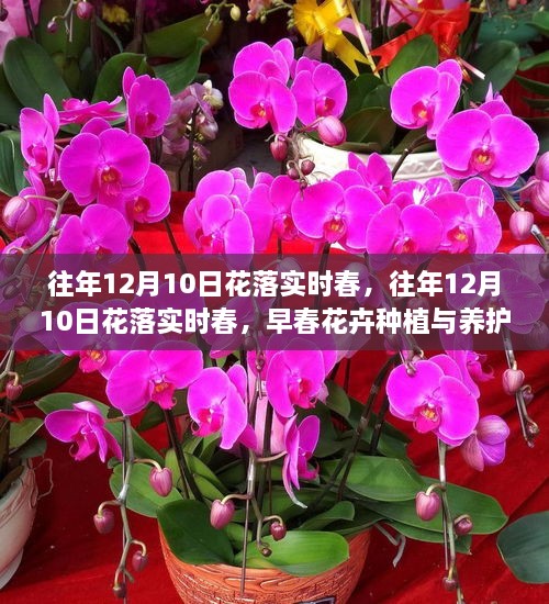 早春花卉種植與養(yǎng)護全攻略，12月10日花落實時春的種植與養(yǎng)護指南