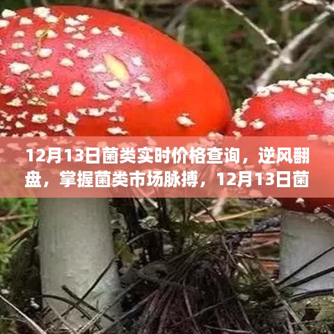 掌握菌類市場(chǎng)脈搏，12月13日菌類實(shí)時(shí)價(jià)格查詢及其啟示