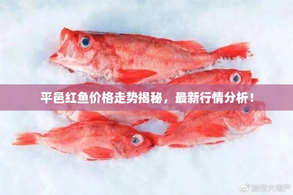 平邑紅魚價(jià)格走勢(shì)揭秘，最新行情分析！