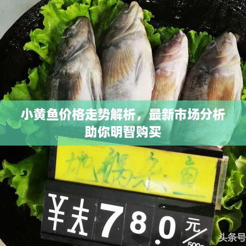 小黃魚價(jià)格走勢解析，最新市場分析助你明智購買