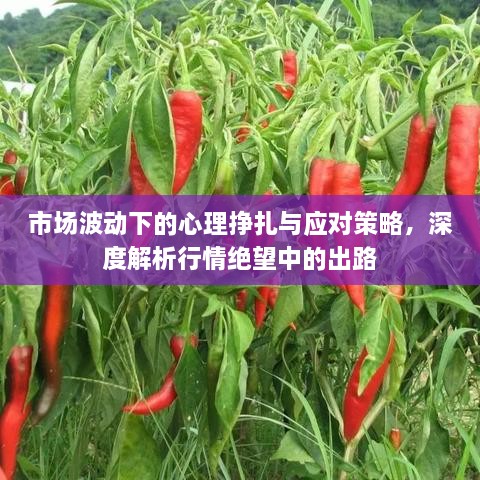 市場波動下的心理掙扎與應(yīng)對策略，深度解析行情絕望中的出路