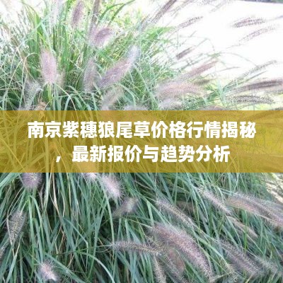 南京紫穗狼尾草價格行情揭秘，最新報價與趨勢分析