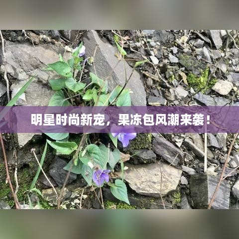 明星時尚新寵，果凍包風(fēng)潮來襲！