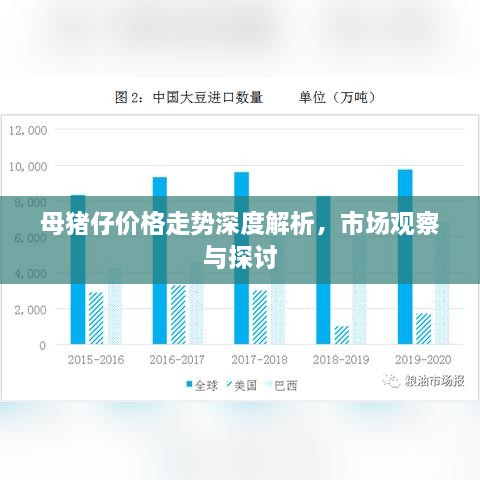 母豬仔價格走勢深度解析，市場觀察與探討