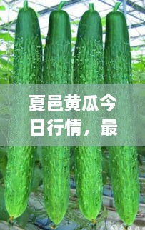 夏邑黃瓜今日行情，最新價格一網打盡