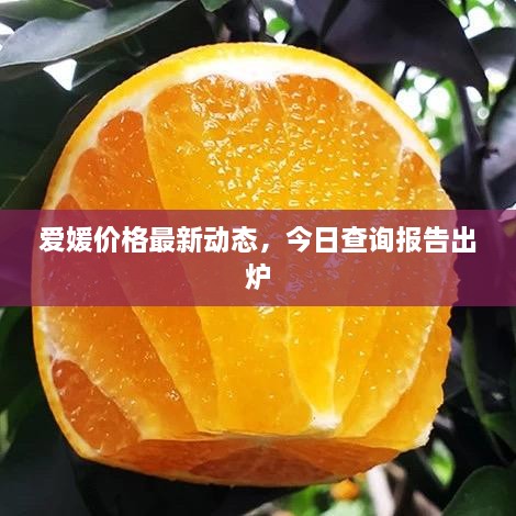 愛媛價格最新動態(tài)，今日查詢報告出爐