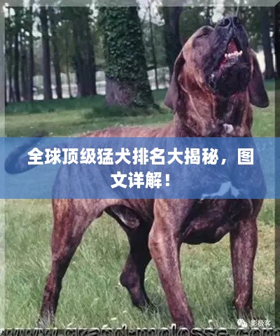 全球頂級(jí)猛犬排名大揭秘，圖文詳解！