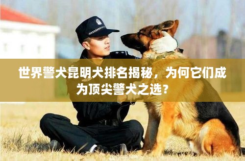 世界警犬昆明犬排名揭秘，為何它們成為頂尖警犬之選？