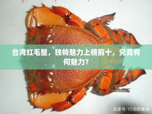 臺(tái)灣紅毛蟹，獨(dú)特魅力上榜前十，究竟有何魅力？