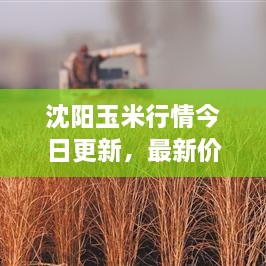 沈陽玉米行情今日更新，最新價格走勢分析