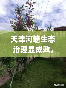 天津河塘生態(tài)治理顯成效，城市面貌煥然一新