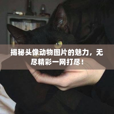 揭秘頭像動物圖片的魅力，無盡精彩一網(wǎng)打盡！